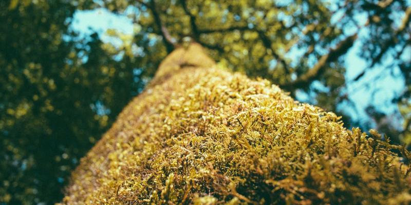 意图驱动网络（IDN）实战指南：基于AI实现网络业务自动下发与智能策略保障