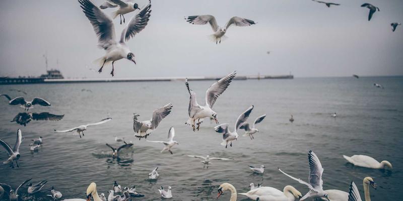 网络技术97：编程开发与资源分享的新浪潮