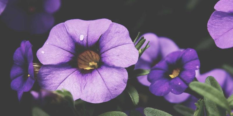 网络技术前景展望:技术博客与资源分享如何塑造未来